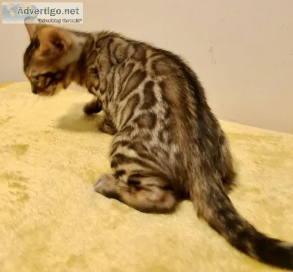 Cute Bengal kittens
