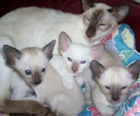 ERFDE OPIKJU Siamese kittens