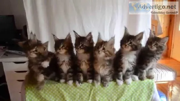 NMKOIY VGFRE Maine coon kittens