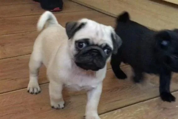 FDHFD HJKLU  Pug puppies