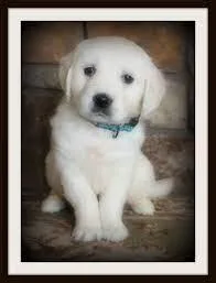 Adorable Purebred Golden Retriever puppies