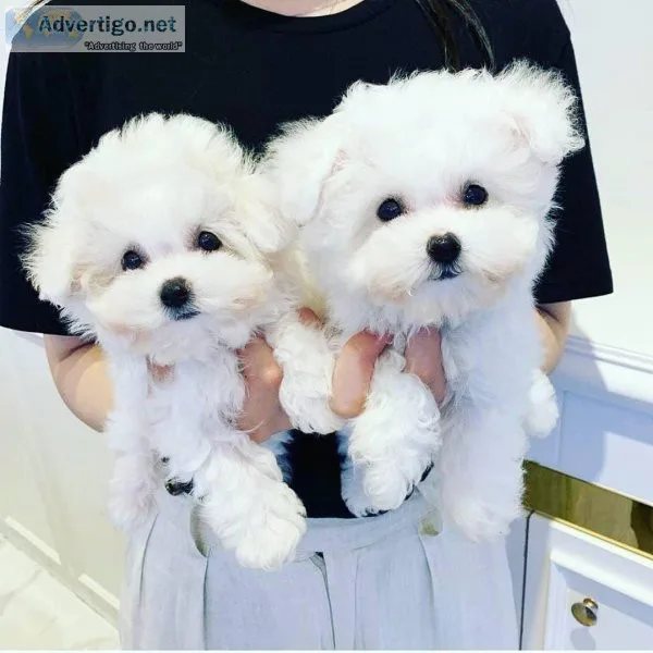 Kids lovely Maltese puppies