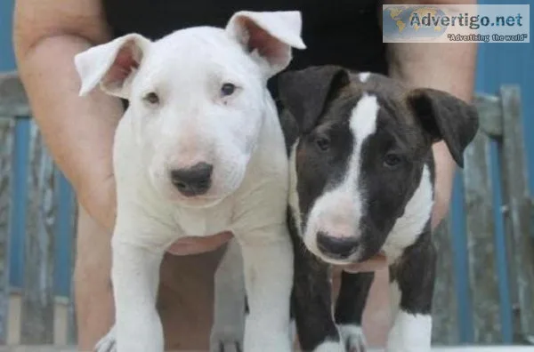 FTHUIK FGREWV Bull Terrier puppies