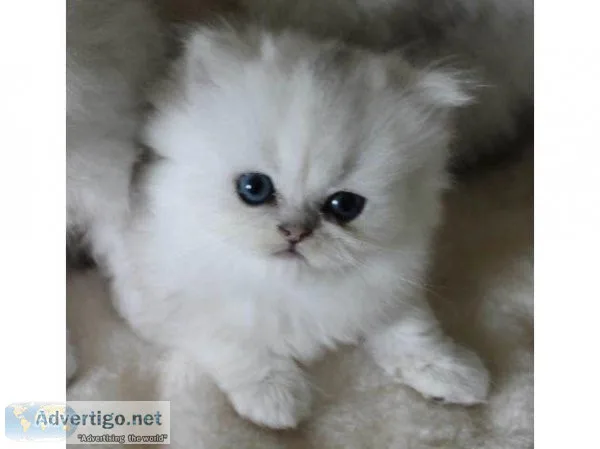 GTRFDE AWSEDS Persian kittens