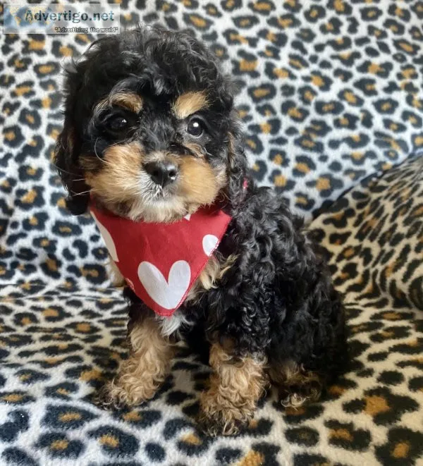 cavapoo puppies