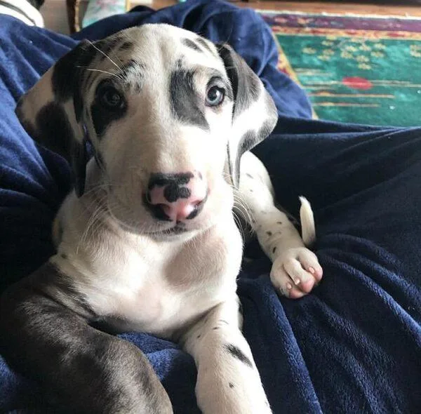 HCHMG Great Dane Puppies