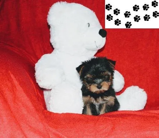 Yorksire Terrier Puppies
