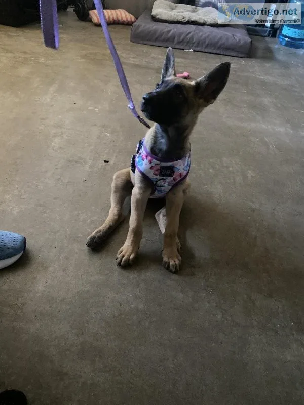 Belgian Malinois Puppies