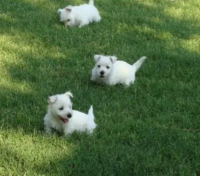 GFDHW HJKUIY West Highland Terrier Puppies