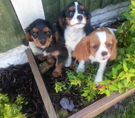 LKUYT DSWQA Cavalier King Charles Spaniel puppies