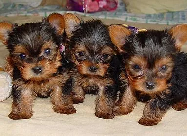 YTWSDR FFGHJI Yorkshire Terrier puppies
