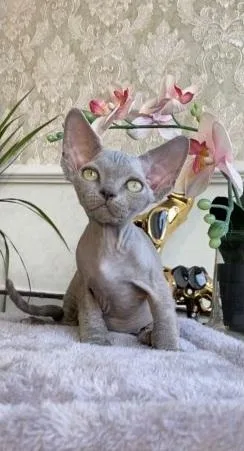 peterbald Kittens