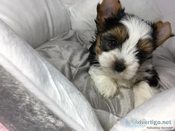 ASDASD yorkie available males and females