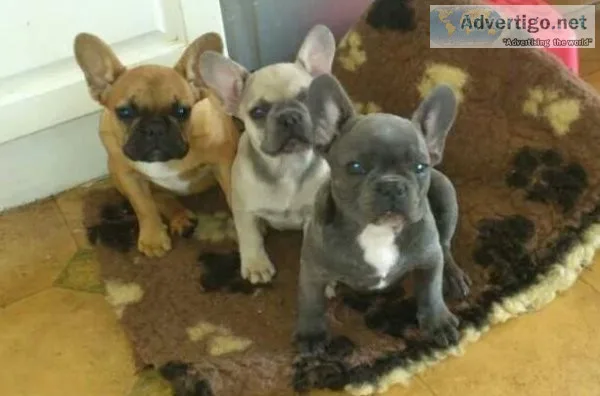 GFHFGN HGGH French Bulldog puppies