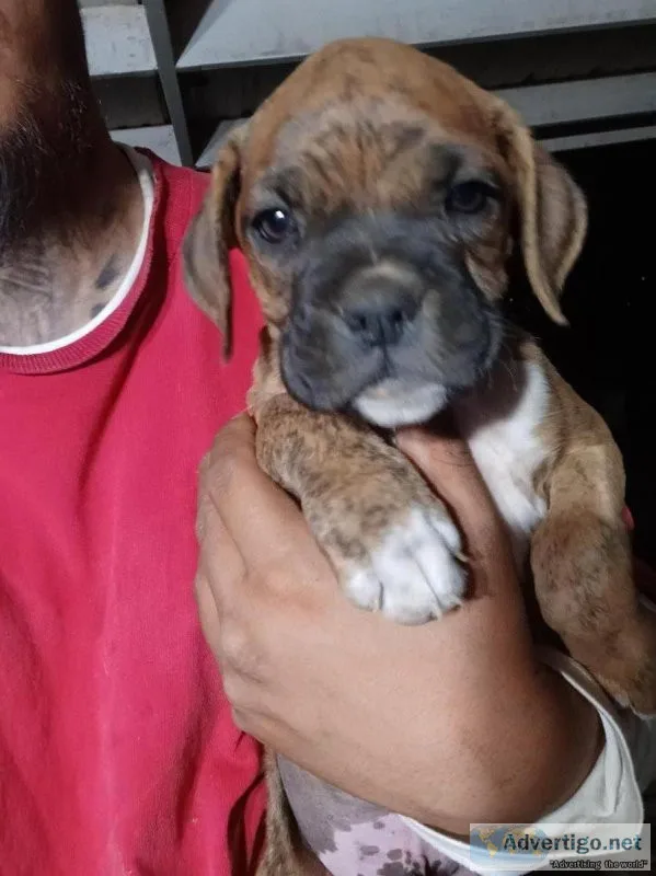 Boxer puppies