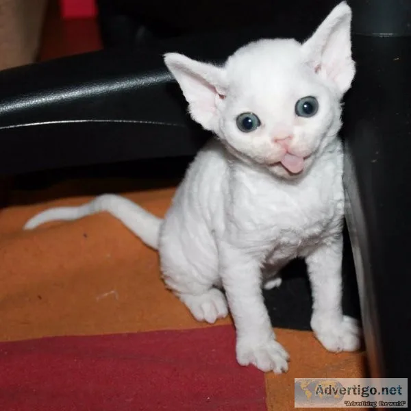 Devon rex kittens