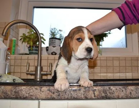 SWQASX YHTRED Beagle puppies