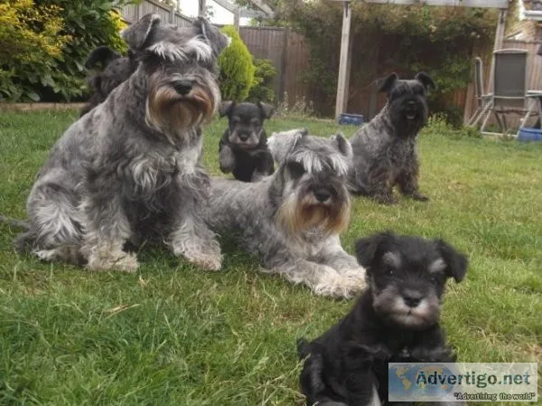 DOPLPLO DERTYG Miniature Schnauzer puppies