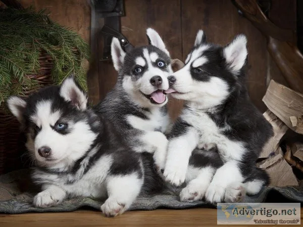 YREHB GFJGF Siberian Husky puppies