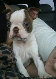 Boston Terrier