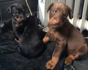 TFHYTH FRTY Doberman Pinscher puppies