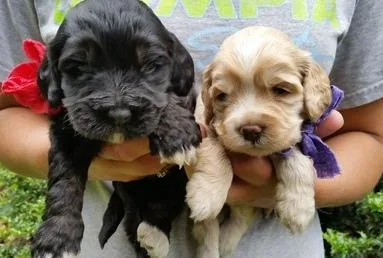 GFHERTYH GFJGHF Cockapoo puppies