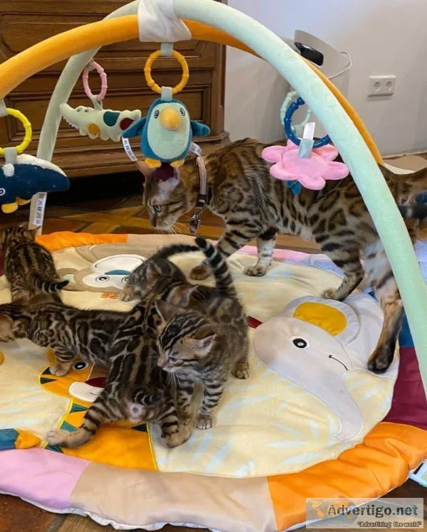 Bengal Kittens available