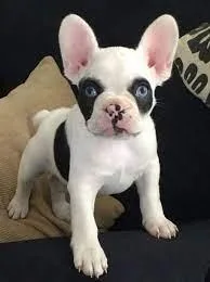 French Bulldog puppies
