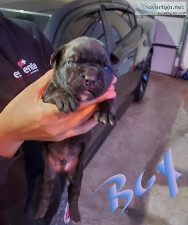 Cane Corso