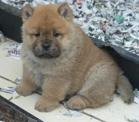 MHTEDS ZSGHT Chow Chow puppies