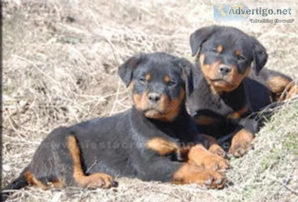TRYTR GJHJHGK Rottweiler puppies