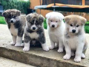 Outstanding  Akita   puppies