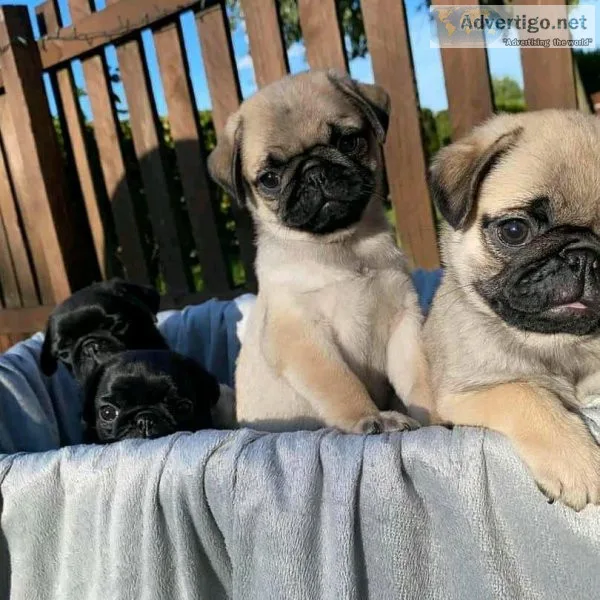 Stunning Pug puppies