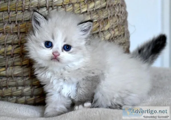 Ragdoll kittens