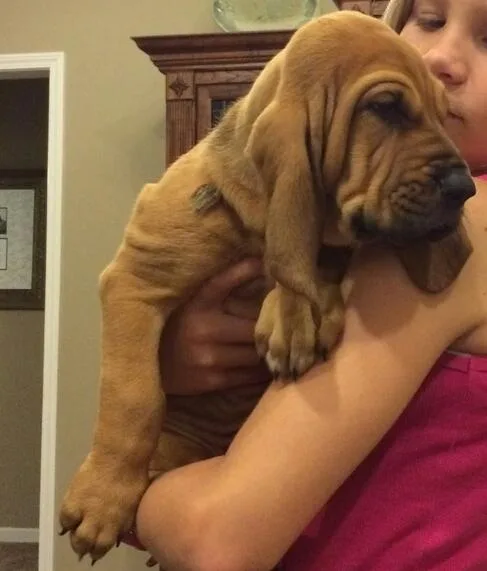 ERY5WS GJKYTK Bloodhound puppies