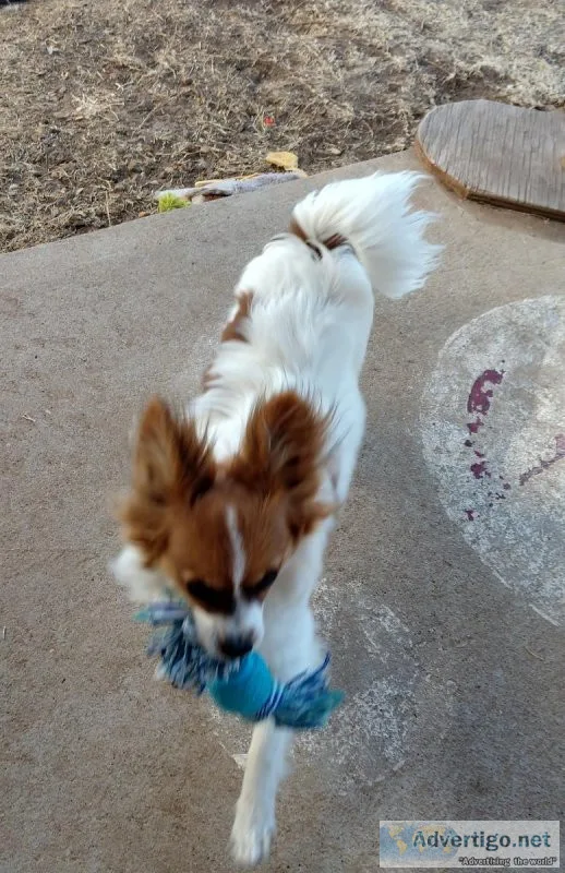 Female Papillon