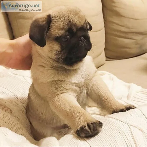 Cute and Adorable pug puppies