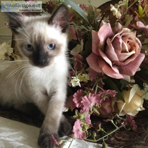 siamese Kittens