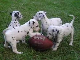 KMJUI GFTDS Great Dane puppies