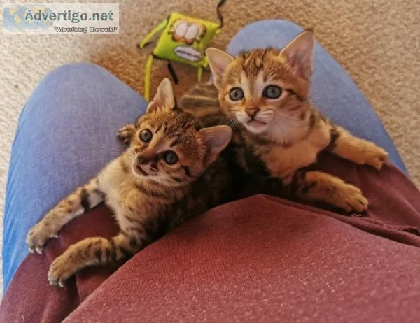 Savannah Kittens