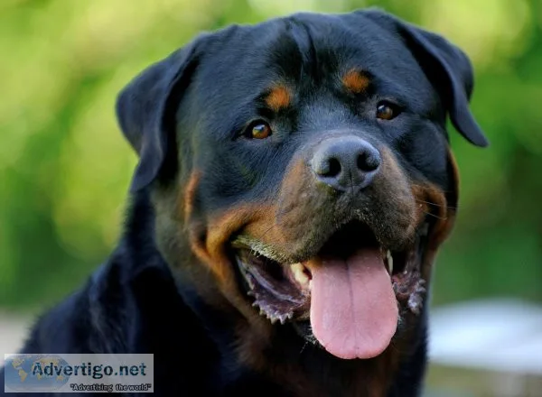 Soothe your Dog s sensitive paw pads 