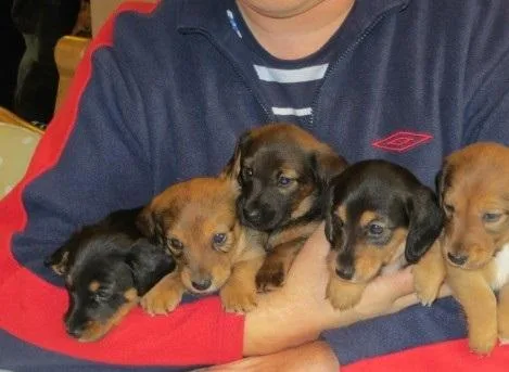 DRHGT SDGTRE Dachshund puppies