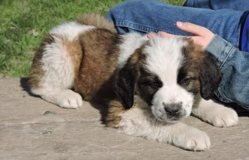 TFHTRGHJ GFEWRT Saint Bernard puppies