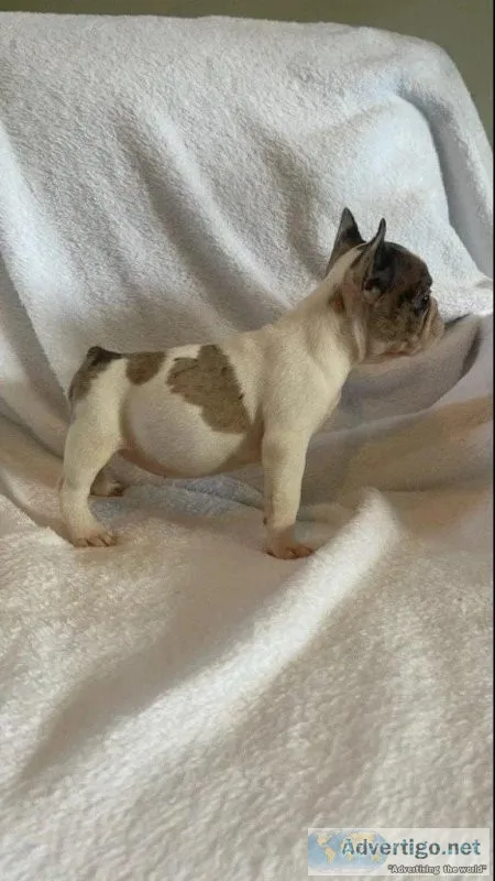 Frenchies Harlequin Merle Puppies