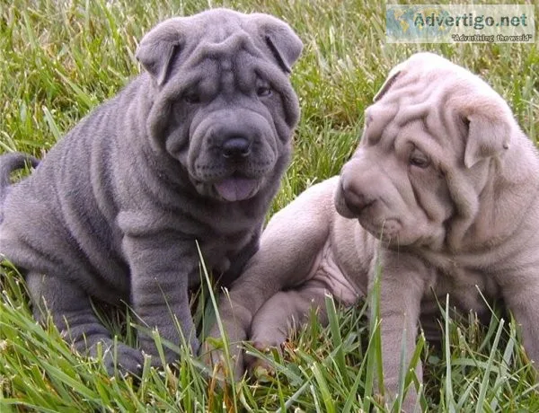 LKJHG FRDSW Chinese Shar-Pei puppies