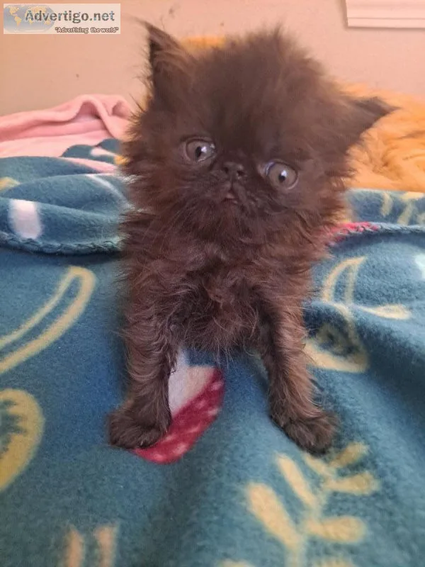 Persian kittens pure breed