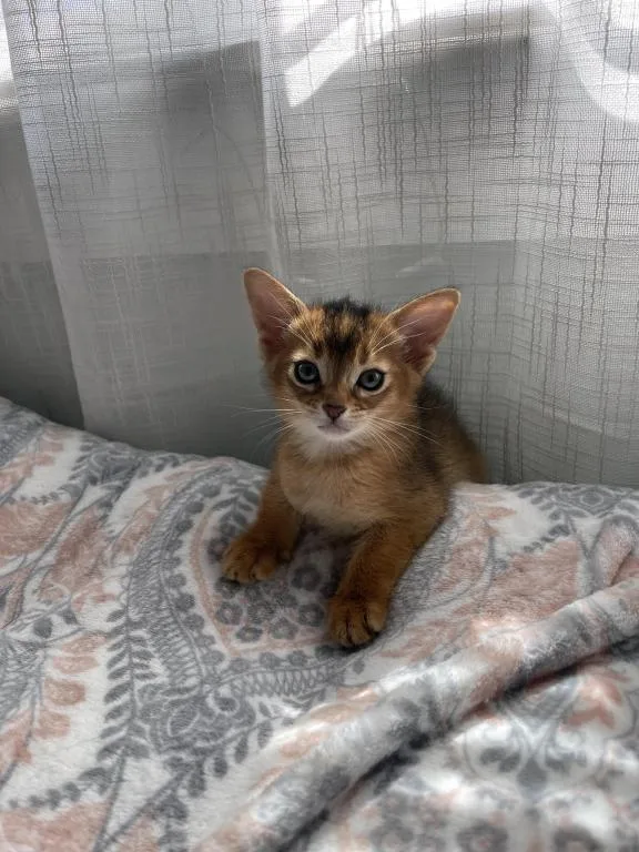 Abyssinian kittens