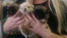 HGBVFR CDSWEA Pekingese puppies