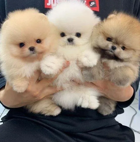 Intelligent Pomeranian puppies