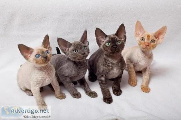 FRGTHU WDSWA Devon Rex kittens